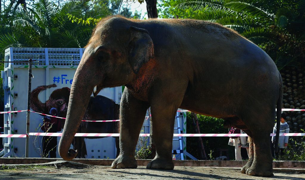 Pakistan Loneliest Elephant